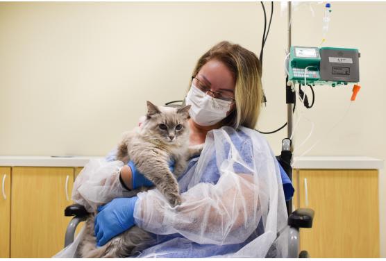 Paciente internada no Hospital Santo Antônio recebe visita de sua gata de estimação.